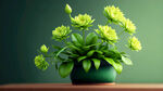 绿色盆栽
花