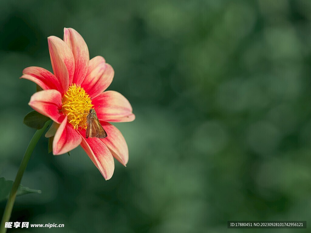 大丽花
