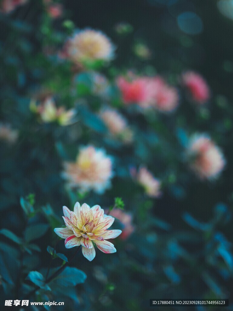 菊花