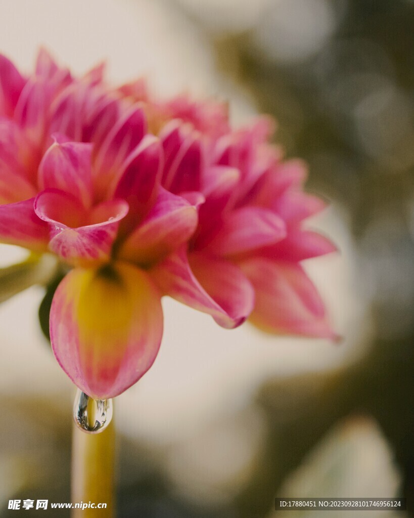 大丽花