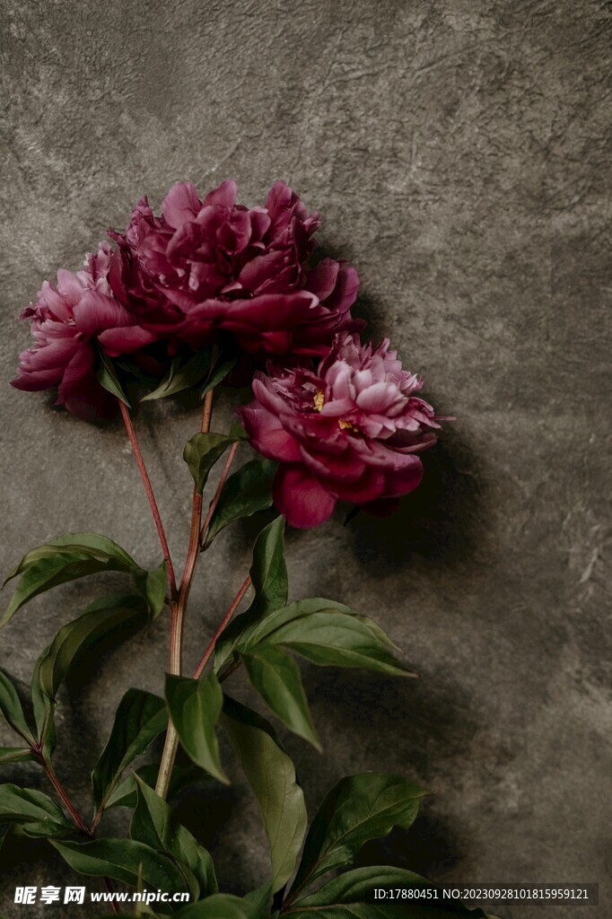 芍药