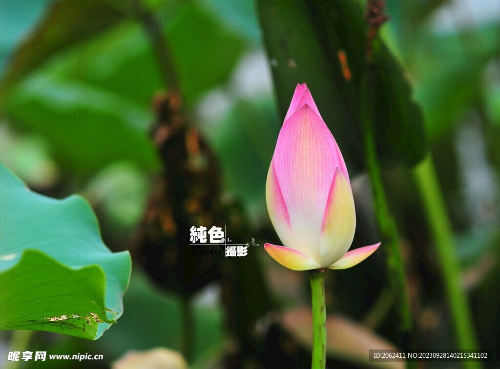 荷花