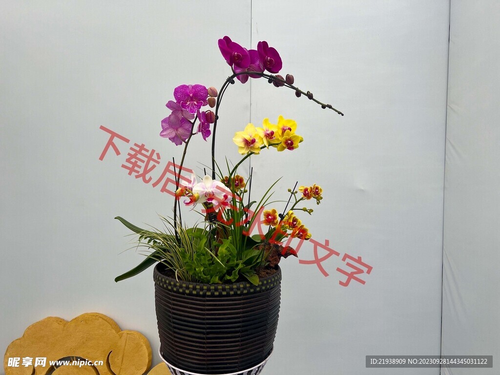 花卉盆栽组合