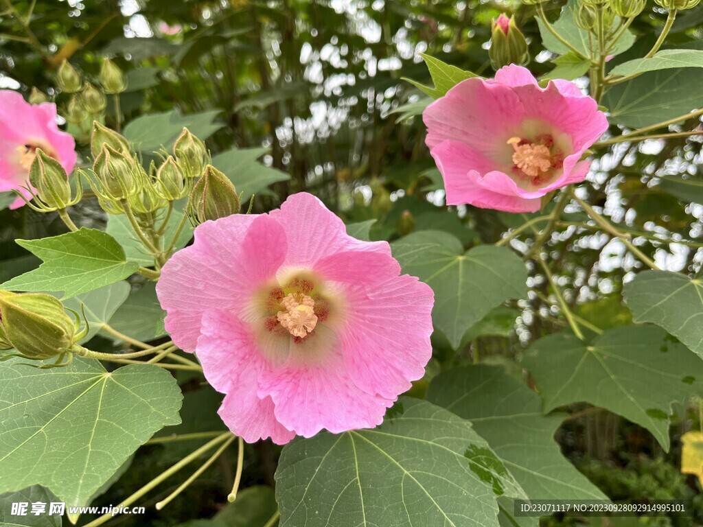 木芙蓉