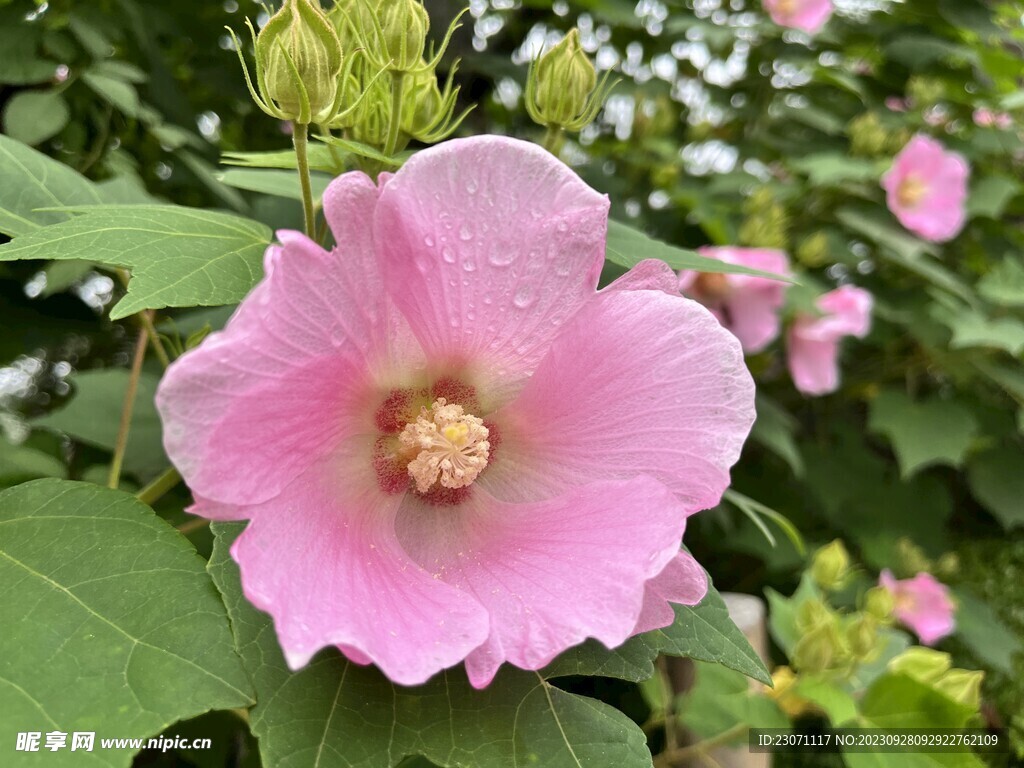 木芙蓉