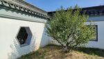 伊芦山梅园白墙灰瓦建筑梅树
