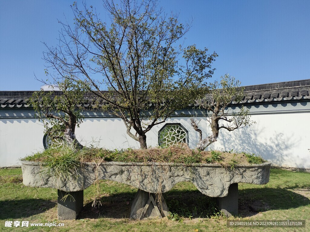 夏季伊芦山梅园景区石材花盆梅树