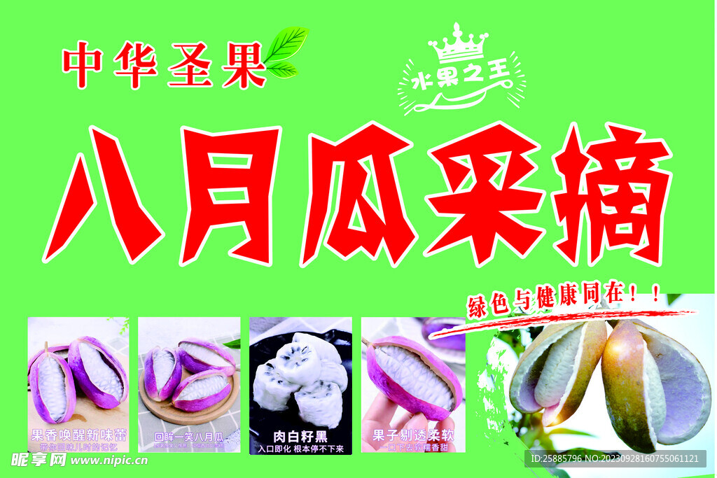 八月瓜采摘
