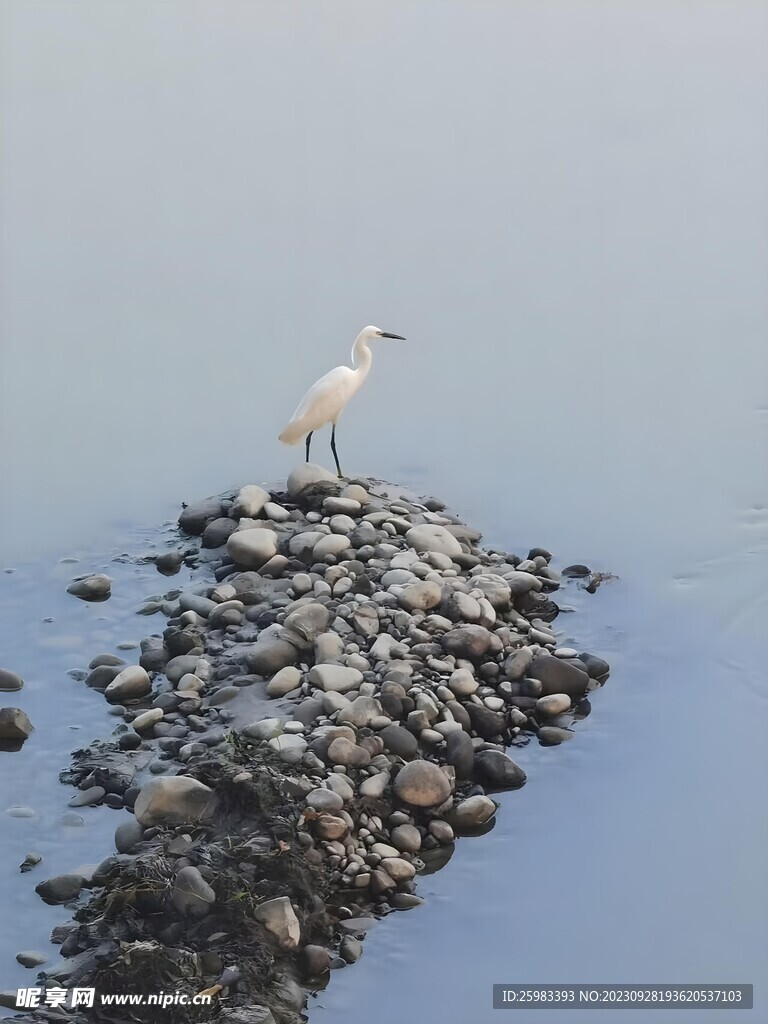 水鸟
