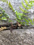 石缝