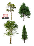 树素材