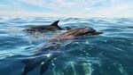 海豚