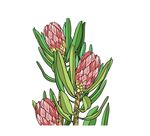 帝王花 