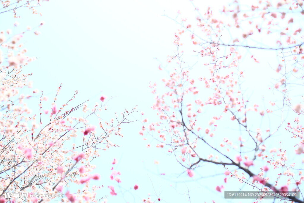 梅花