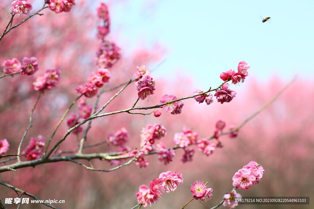 梅花