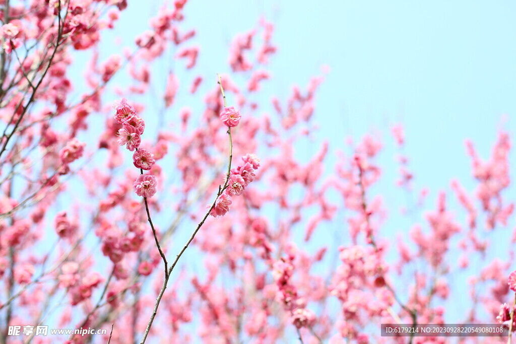 梅花