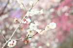 梅花
