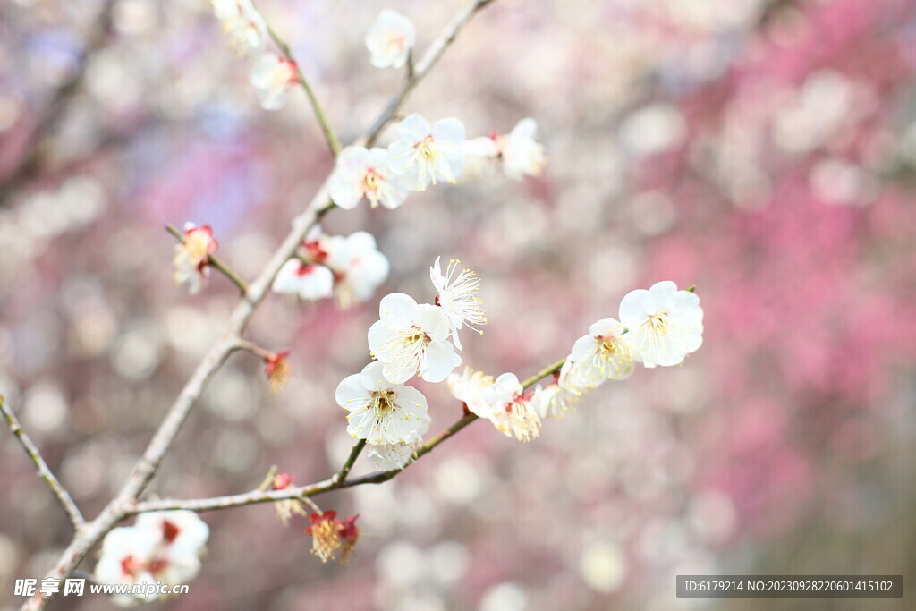梅花