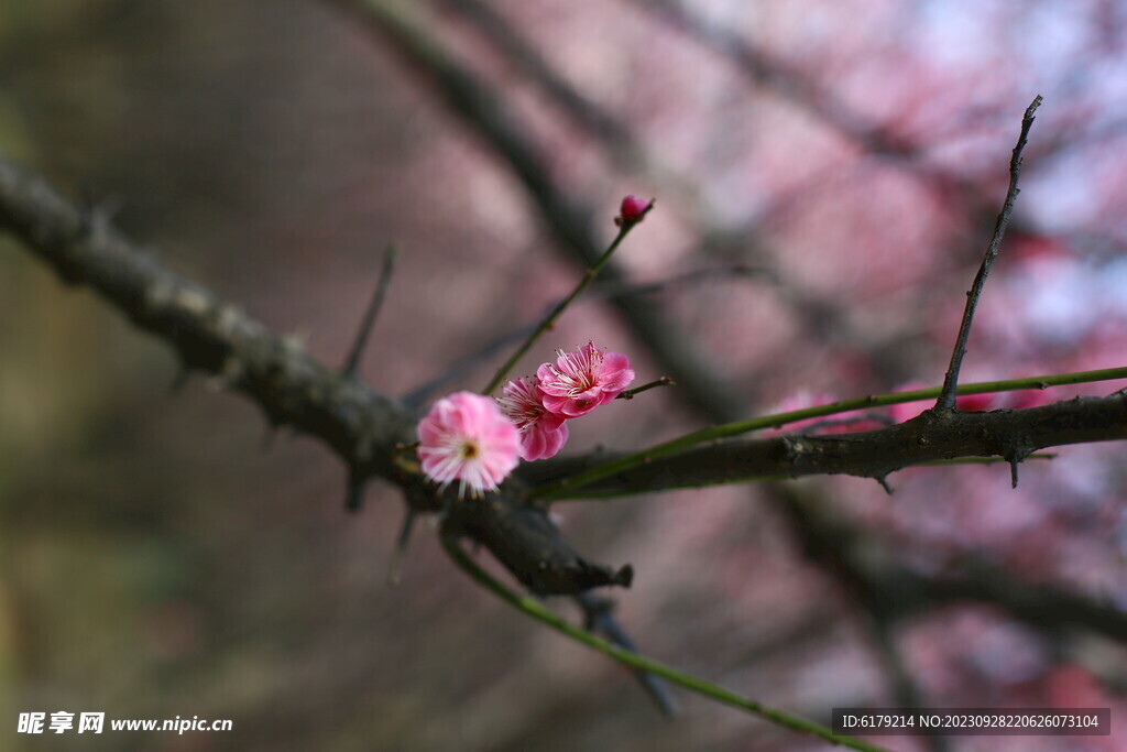 梅花
