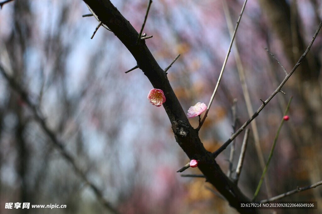 梅花