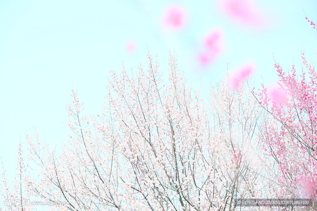 梅花