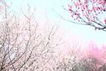 梅花