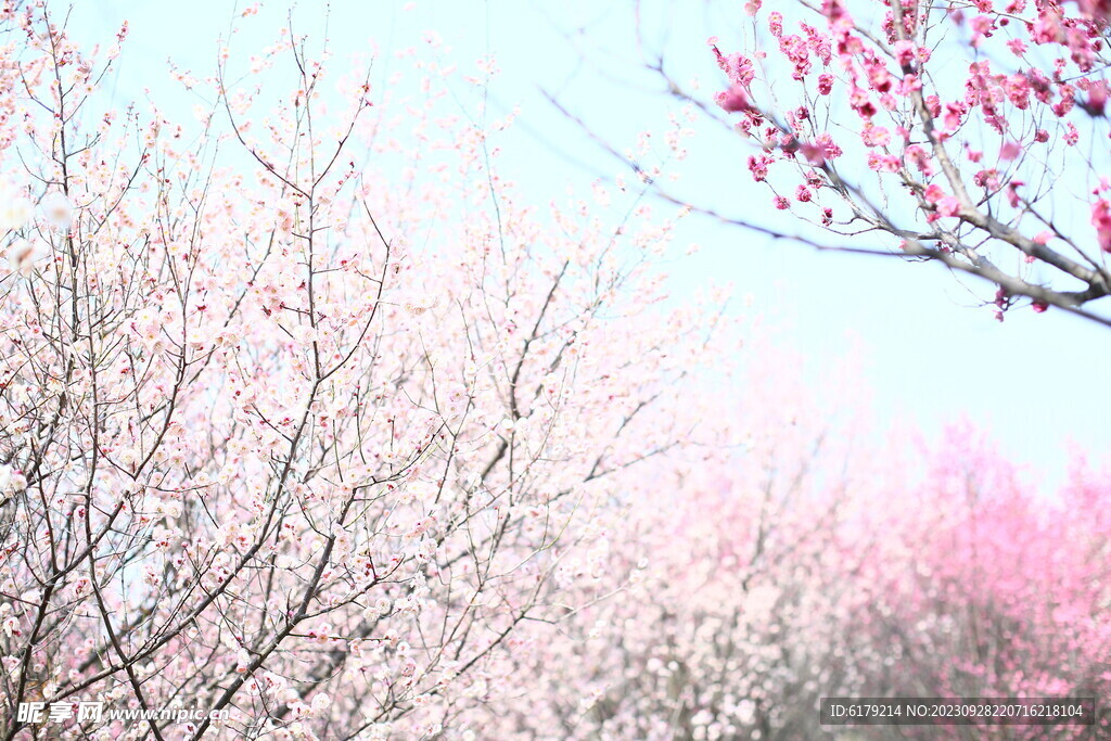 梅花