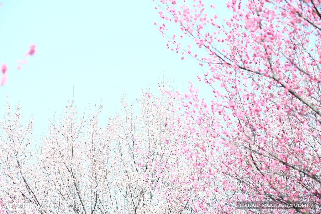 梅花