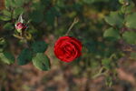 月季花