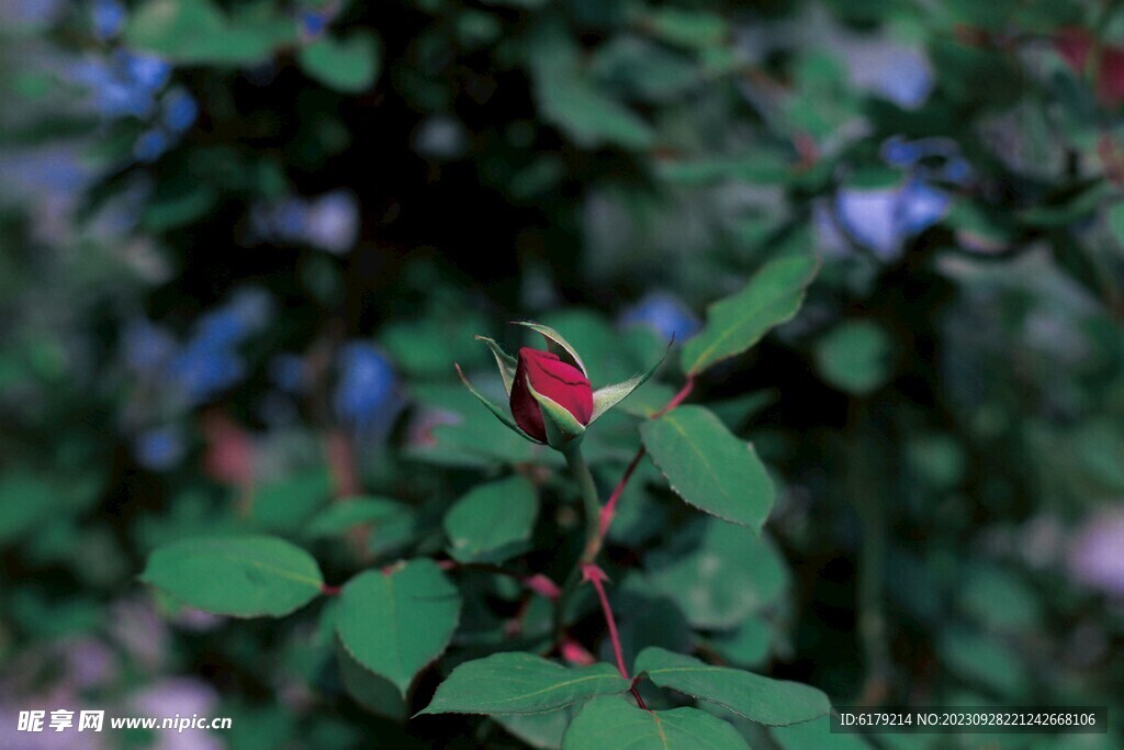 月季花