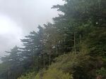 山林