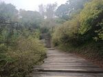龟峰山杜鹃