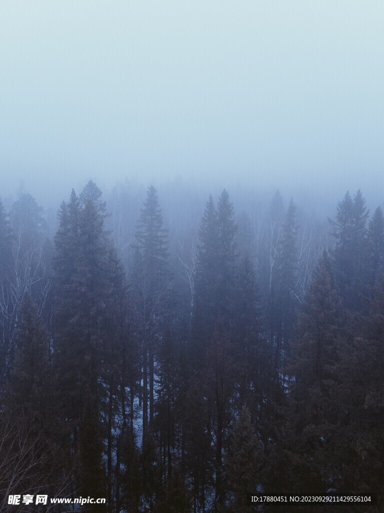 丛林