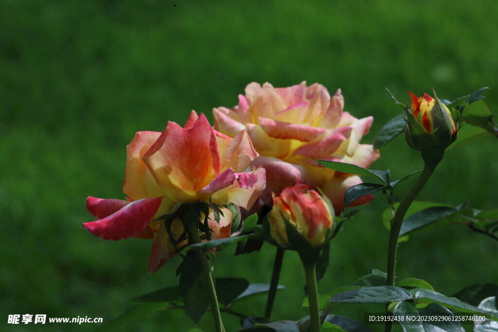 月季花 