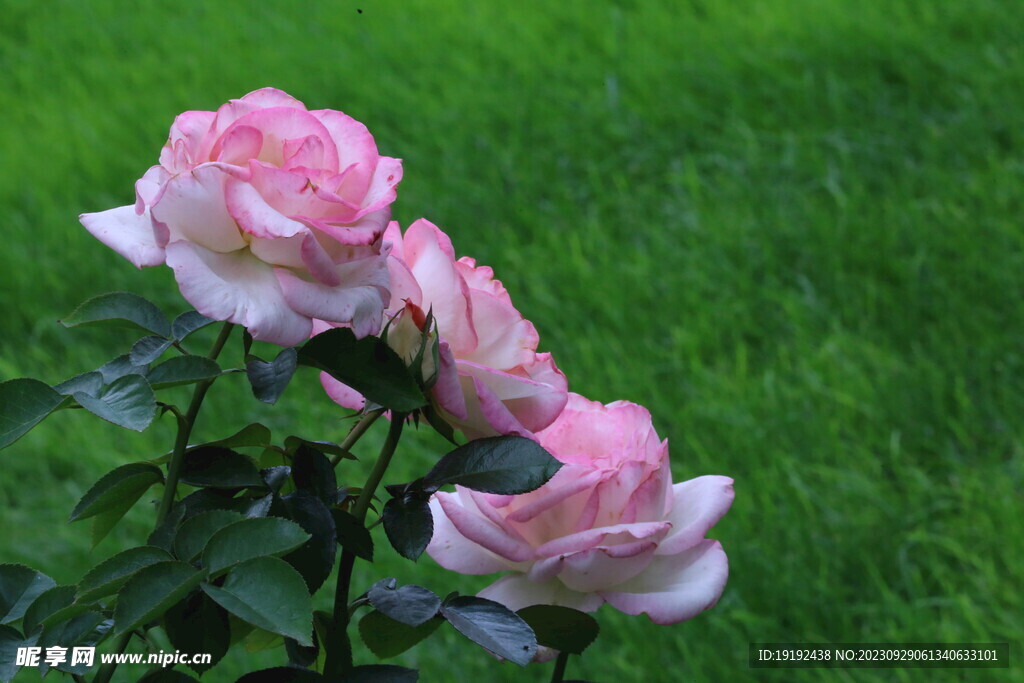 月季花
