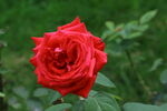 月季花