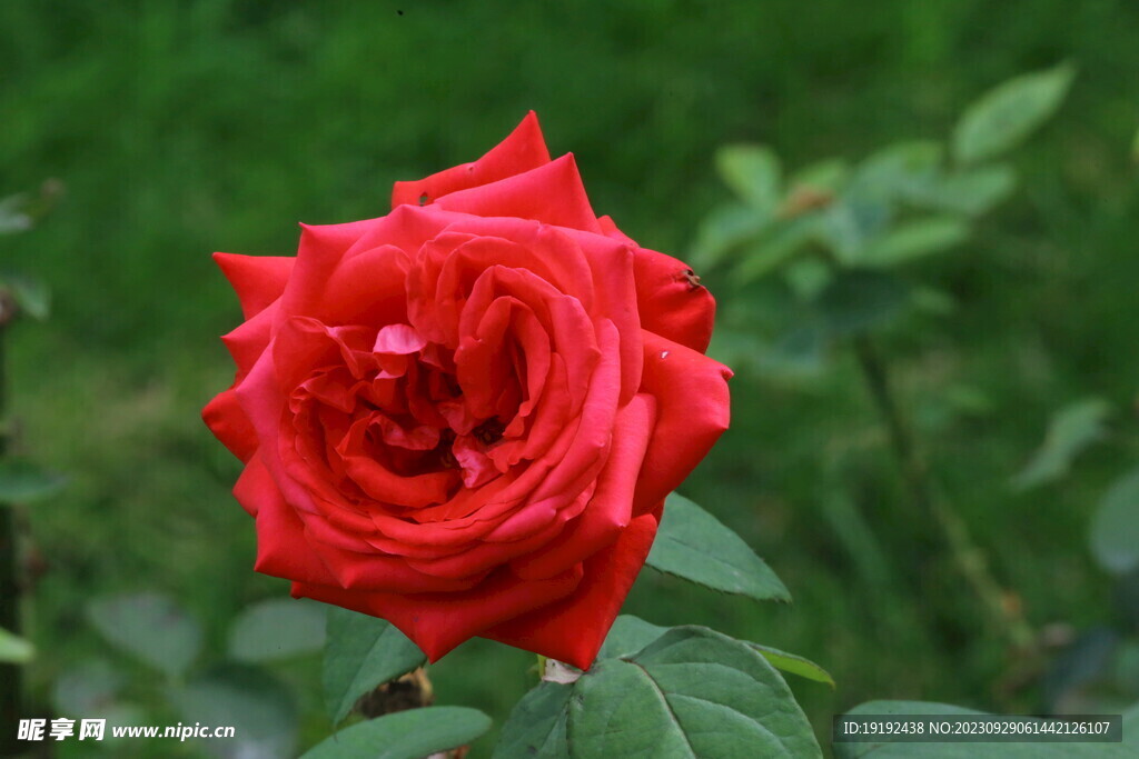 月季花