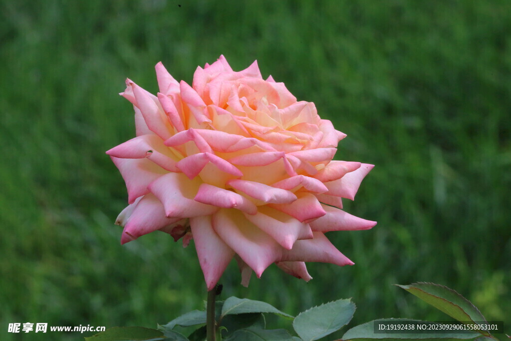 月季花 