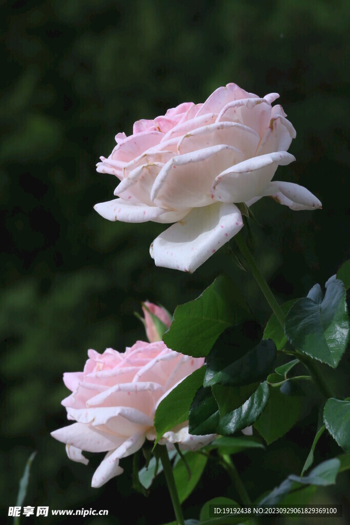 月季花 