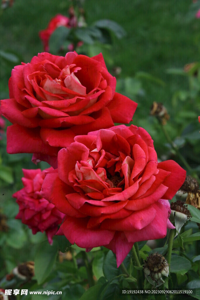 月季花