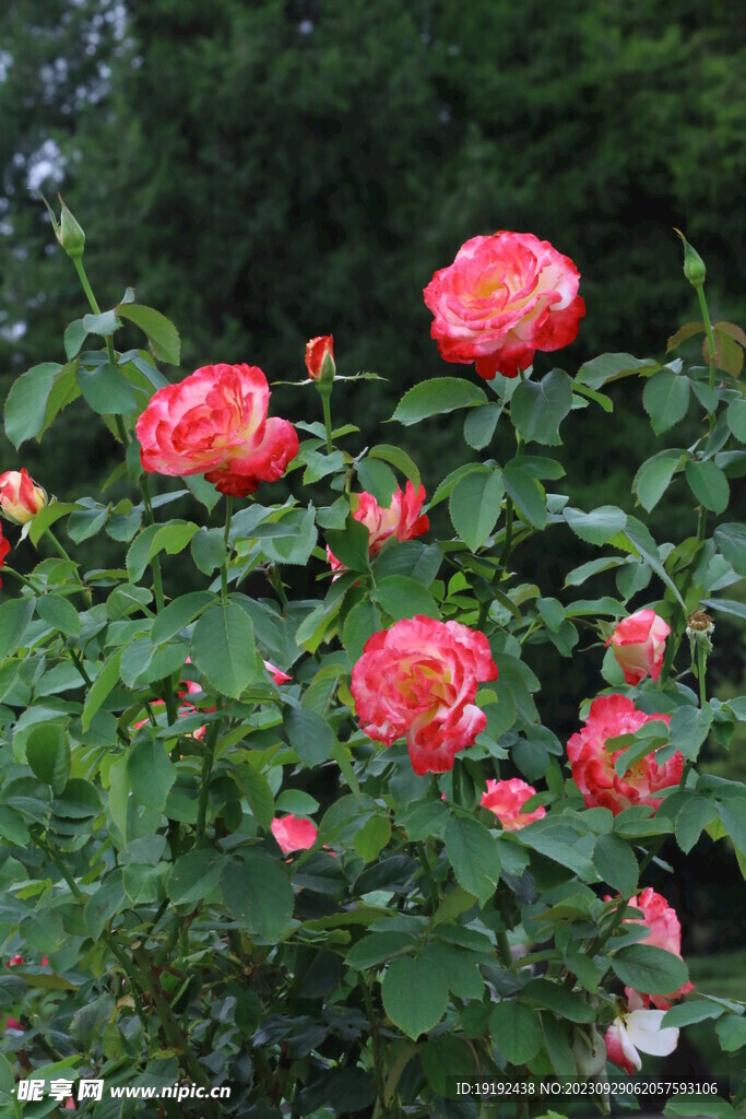 月季花  