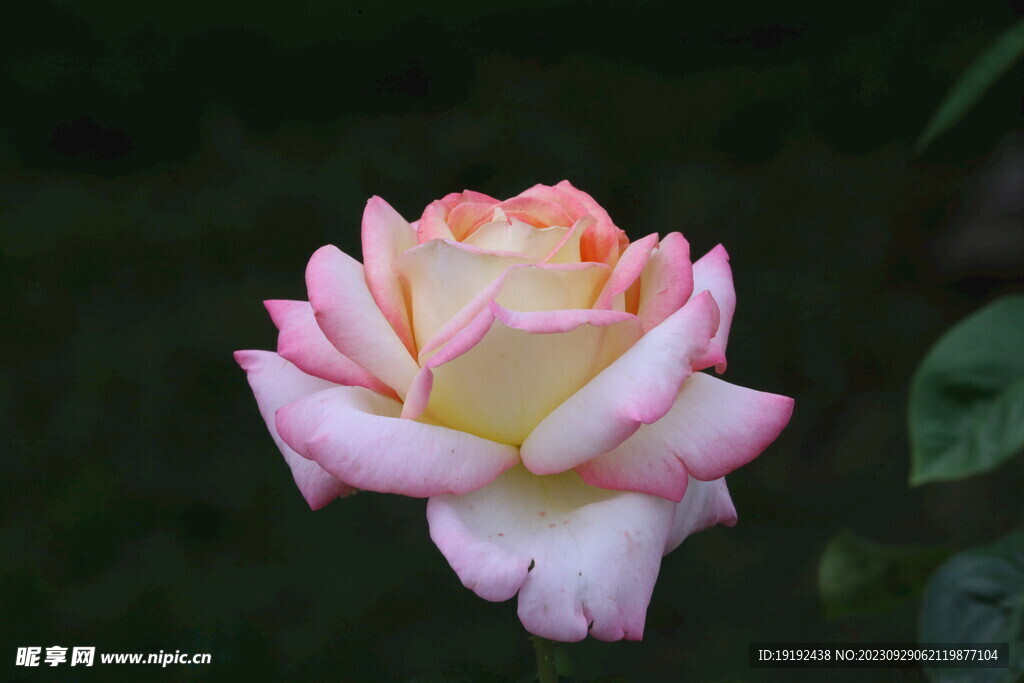 月季花