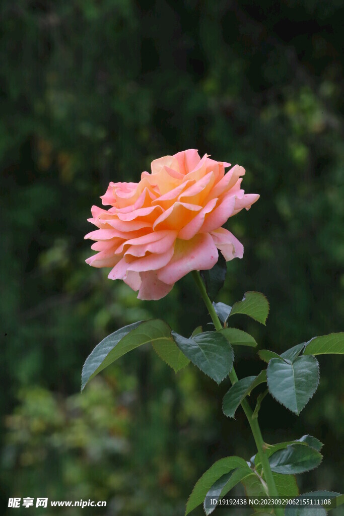 月季花 
