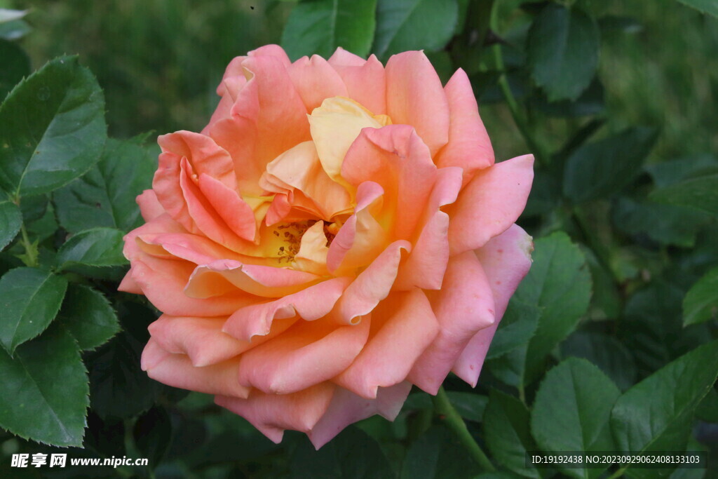 月季花 