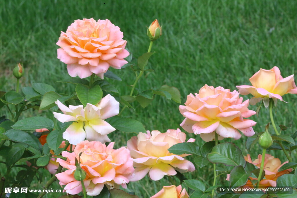 月季花 