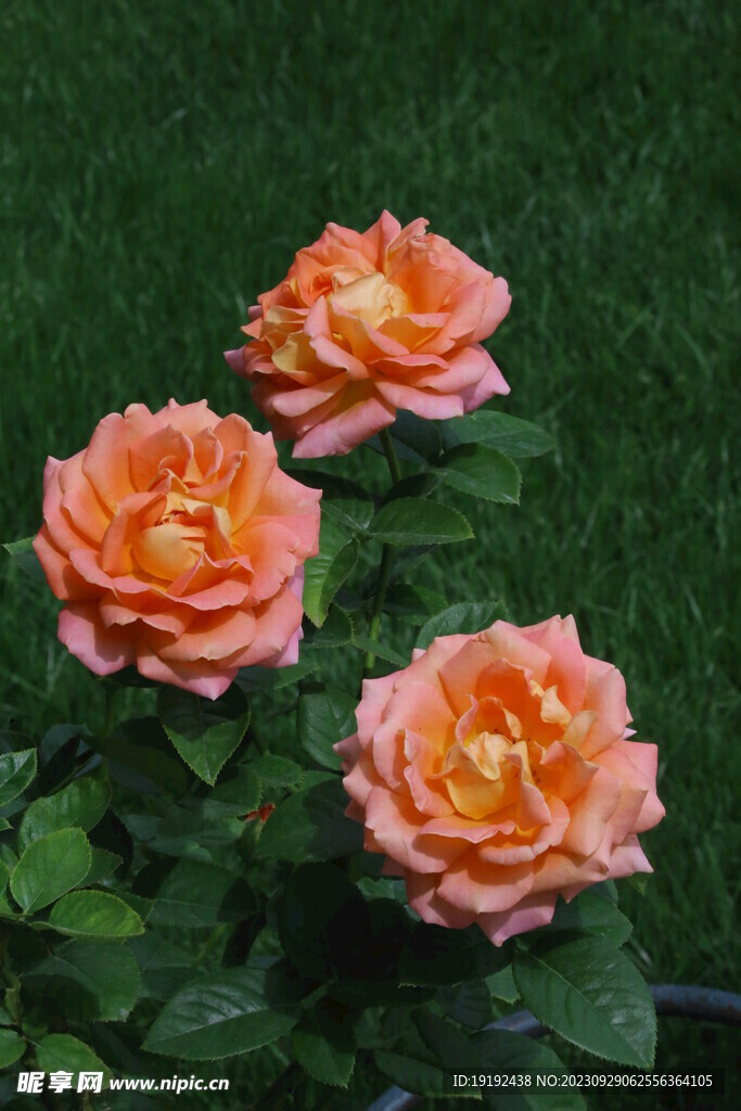 月季花