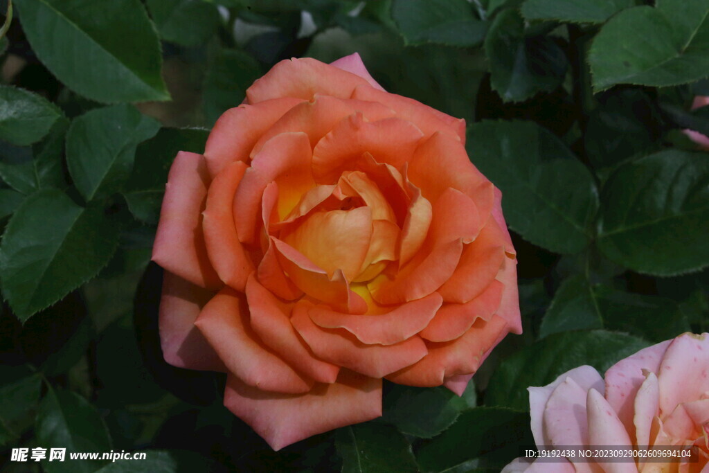 月季花