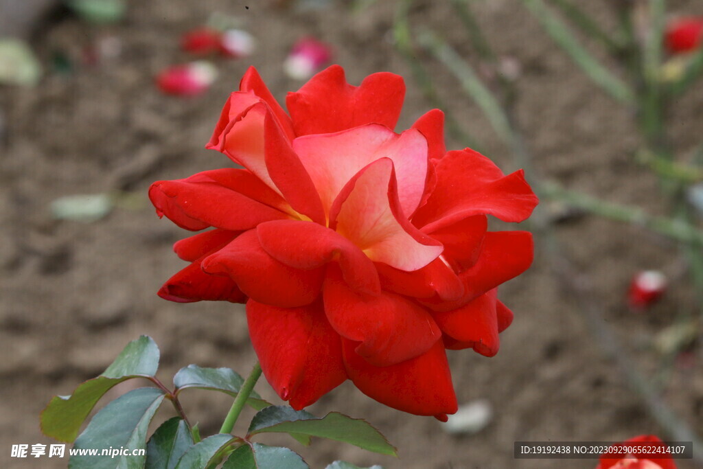 月季花