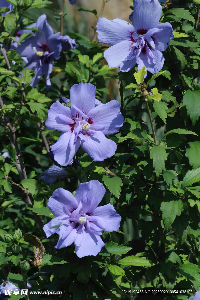 木槿花 