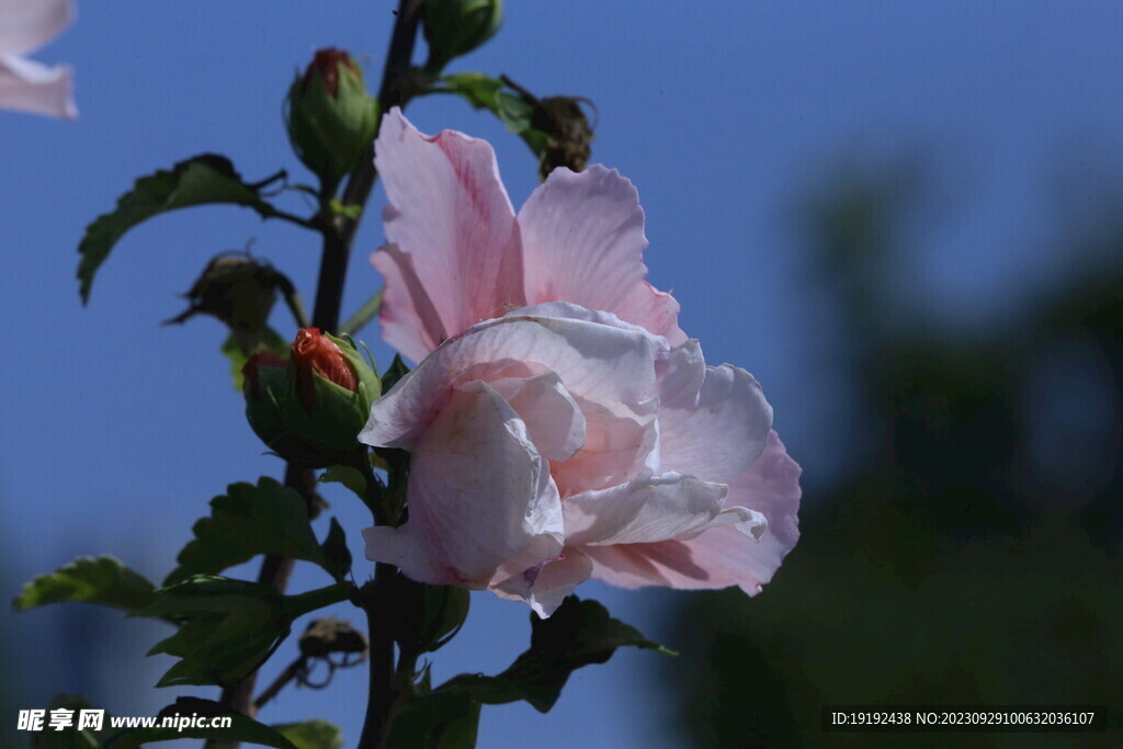 木槿花 